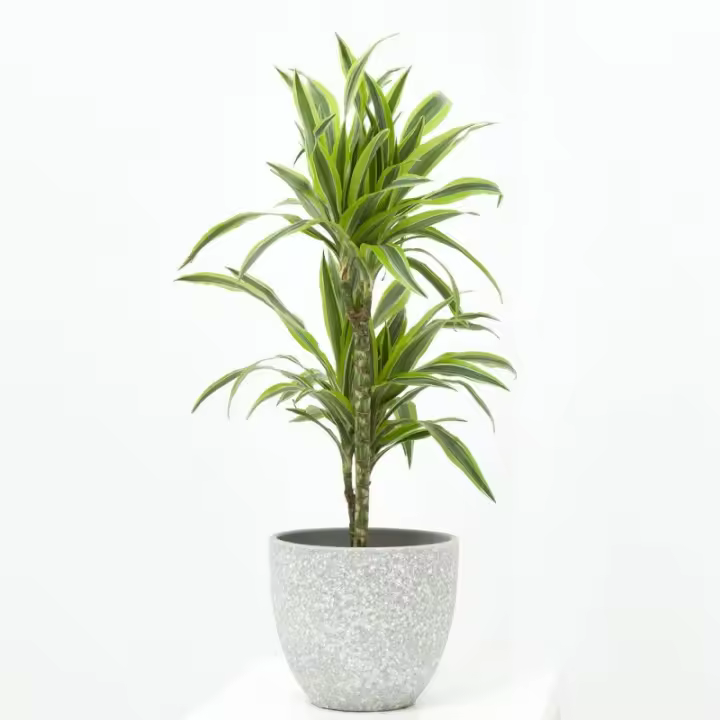 Verdecora Dracena Lemon Lime - Planta de Interior Decorativa - 1