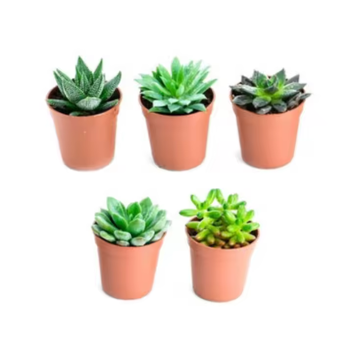 Verdecora PACK 5 CRASAS AZ - 1