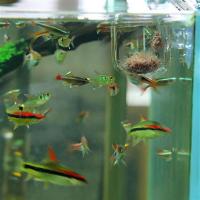 1PC Decoración De Acuario Planta En Vaso De Acrílico Con Soporte De Absorción Para Río Rojo Alimento Para Peces En Tanque Vaso De Jardinería - details 11