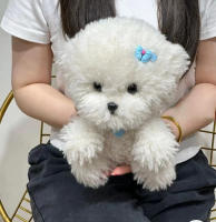 Muñeco De Peluche Realista Con Cabello Curvo Para Niños Y Bebés Juguetes De Animales Suaves Decoración De Habitación Regalo De Cumpleaños De Alta Calidad - details 7