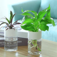 Maceta Hidroponía Miniatura Transparente Decoración Para El Hogar Vaso De Flores Sin Tierra Para Plantas Verdes Moderno Plástico - details 5
