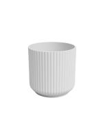 Planta Cuerno de ciervo Planta de helecho 12Cm + Maceta de cerámica platycerium bifurcatum exterior interior jardines colección de plantas plantas exóticas - details 4