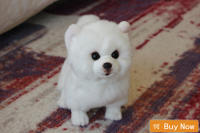 Juguete De Peluche Gato Persa Blanco Kawaii Simulación Realista Para Escritorio Decoración Del Hogar Regalo Para Niños Material De Peluche Relleno De PP - details 6
