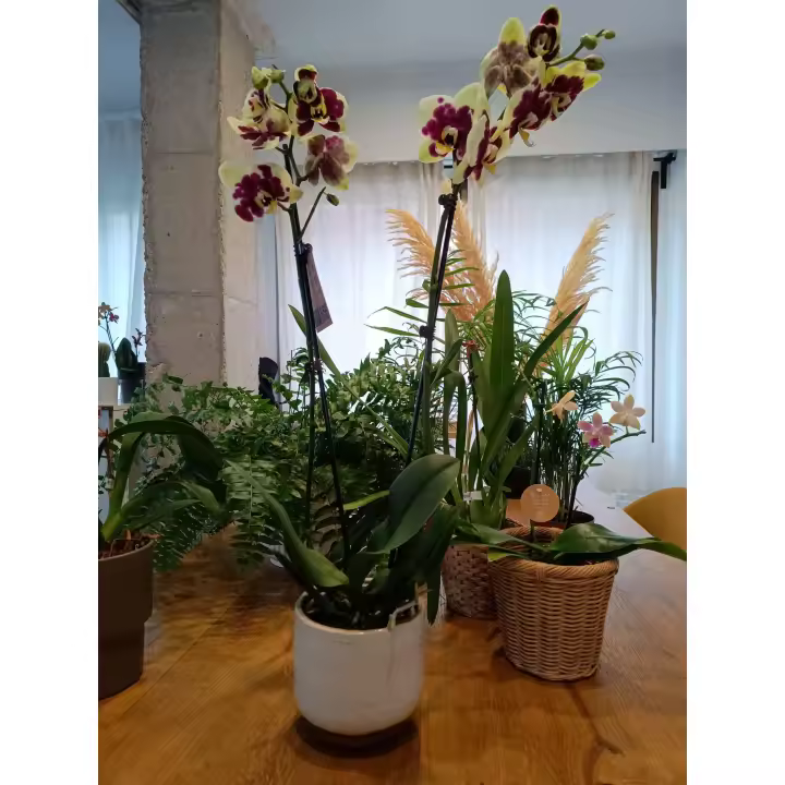Phalaenopsis Premium en Maceta Cerámica - Orquídea de Alta Calidad - 1
