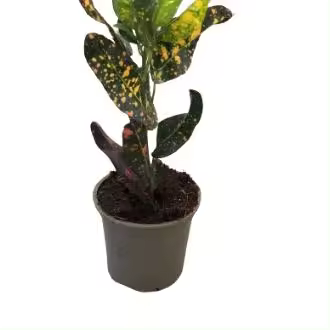 Plantas Verdes mixtas - 1