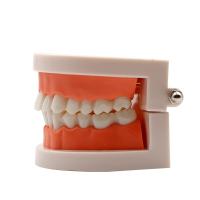 Modelo Dental Estándar De Dientes Humanos Para Enseñanza Y Estudio Práctica De Limpieza Perfecto Para Niños Montessori - details 18