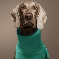 Suéter De Peluche Grueso Para Perro Con Capucha De Color Sólido Ropa De Mascota Cálida Y Confortable Para Invierno - details 3