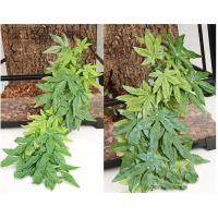 Ornamento De Acuario Plantas Artificiales Colgantes Duraderas Y Antifading Con Adhesivo Para Reptiles Y Peces Tamaño 40/50CM - details 4