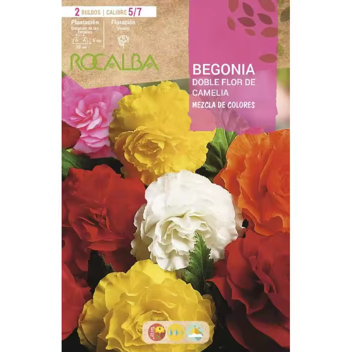 Rocalba Bulbo Begonia Doble Flor de Camelia Mezcla de Colores 2 Unidades (5/7) - Alta Calidad y Fácil Plantación - 1