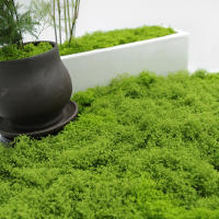 1PC DIY Hierba Artificial Verde Fresca Moss Para Jardín Terrariums Decoración De Centros De Mesa De Boda Micro Paisaje De Leno - details 1