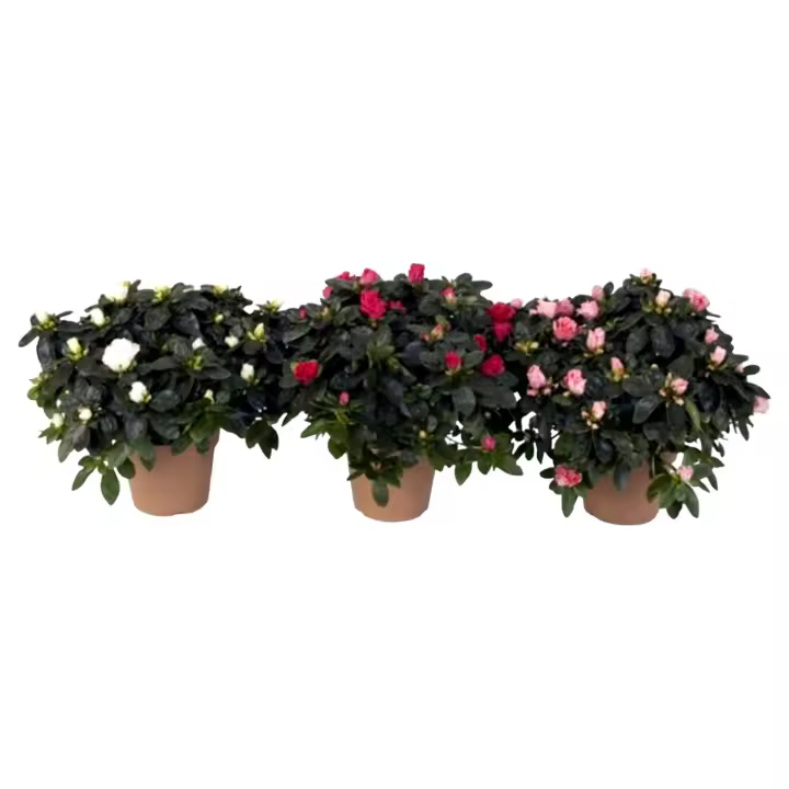 Pack de 6 Plantas natural Azalea. Variadas. Segura garden.  Las azaleas embellecen el jardín con vibrantes flores, requieren poco mantenimiento, atraen mariposas y mejoran la calidad del aire. - 1