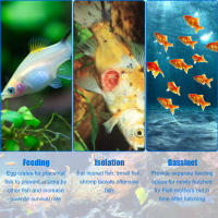 Caja De Cría De Acuario Acrílica Con Tapa Desmontable Para Pequeños Peces Y Cangrejos Incubador De Peces Con Malla Transparente Para Aislamiento - details 2