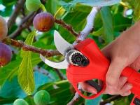 Bonplus BP Tijeras de Podar Eléctricas Inalámbricas, Cortador Eléctrico de Ramas, Tijeras de Jardín para Setos, Tijeras Eléctricas, Baterías Inalámbricas, Maletín de Transporte, Potencia 15W, Corte Progresivo - details 6