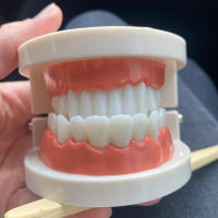 Modelo Dental Estándar De Dientes Humanos Para Enseñanza Y Estudio Práctica De Limpieza Perfecto Para Niños Montessori - details 2