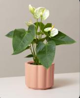 Planta Natural de Interior- Anthurium Blanco- Anturio Blanco - Flor De Flamenco- Flor Blanca- regalo de plantas - Plantas Naturales jardin - Plantas Anthurium decorativo de interior para regalo - obsequio - - details 0