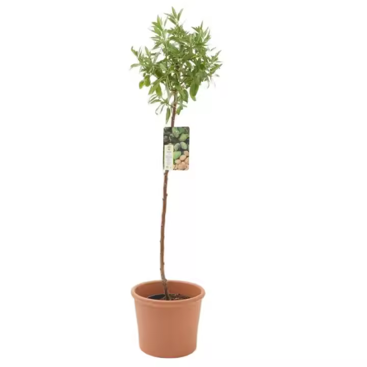 Verdecora - Almendro Guara 10 Litros - Planta Natural Exterior - 1
