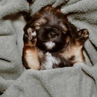 Toalla De Baño Para Perros Grandes Super Absorbente Y De Secado Rápido Microfibra Algodón 100% Suministros De Baño Para Gatos Y Perros - details 9