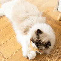 Juguetes Para Gatos Elásticos Y Divertidos Bolas De Silicone Para Morder Y Agarrar Juguetes Creativos Y Seguros Para Mascotas - details 2