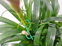 50Pcs Amarras De Plástico Reutilizable Ajustables Para Soporte De Enredaderas De Uva 17*0.8cm Herramienta De Cuidado Del Jardín - details 4