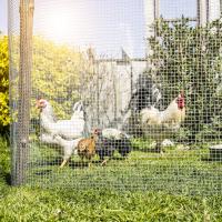 Maxia Market - Valla de Malla metálica de alambre para gallinero jardín, protección contra ratas, ratones y serpientes, malla de metal flexible, rollo de valla de alambre galvanizado - details 2