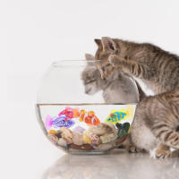 Pequeños Peces Electrónicos De Simulación Para Niños Juguetes Para Bañarse Que Nadan Y Emiten Luz Mientras Juegan En El Agua - details 7