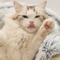 Nueva Cama De Gato Y Perro Caliente Redonda De Peluche Larga Casa De Gato Para Gatitos Almohadilla De Manta Para Mascotas Pequeñas Chihuahua - details 9