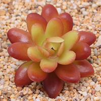 12 Piezas De Mini Plantas De Suculentas Artificiales Para Decoración No Envasadas Colores Aleatorios Para Jardín Al Aire Libre Y Fiestas - details 9