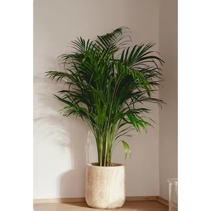 Palmera Areka palma planta natural interior exterior areca Dypsis Lutencens - 1