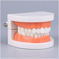 Modelo Dental Estándar De Dientes Humanos Para Enseñanza Y Estudio Práctica De Limpieza Perfecto Para Niños Montessori - details 8