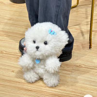 Muñeco De Peluche Realista Con Cabello Curvo Para Niños Y Bebés Juguetes De Animales Suaves Decoración De Habitación Regalo De Cumpleaños De Alta Calidad - details 8