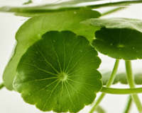 Light On Serum : Centella + Vita C - details 1