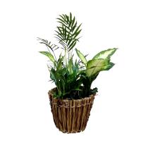 Composición centro de planta natural. Mod. Verdes Blancos. Segura Garden. Plantas de interior decorativas para un centro de mesa o estante. Ideal para la oficina y para hacer un regalo especial. Plantas vivas en combinación son elegantes - details 1