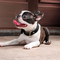 Collar De Cuero Genuino Duradero Ajustable Para Perros Medianos Y Grandes Aleman Shephard Entrenamiento Caza Marrón - details 10