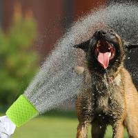 Cabezal De Ducha Para Perros Y Gatos Portátil De Silicona Accesorio De Agua Para Mascotas Ideal Para Paseos Camping Viajes a La Playa - details 11