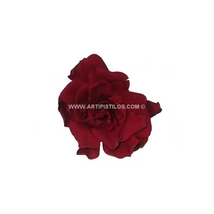 Gardenia Preservada Natural 6 Cms - Flores Inicio Raíz Sombrero - 1