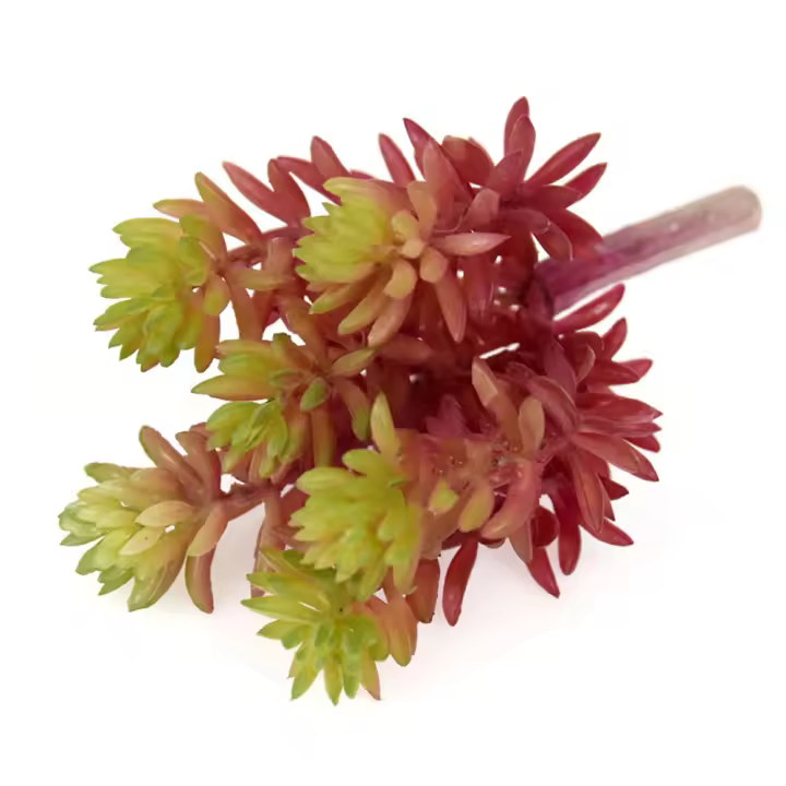 3 piezas Plantas Artificiales, Suculentas Falsas pequeñas - 1