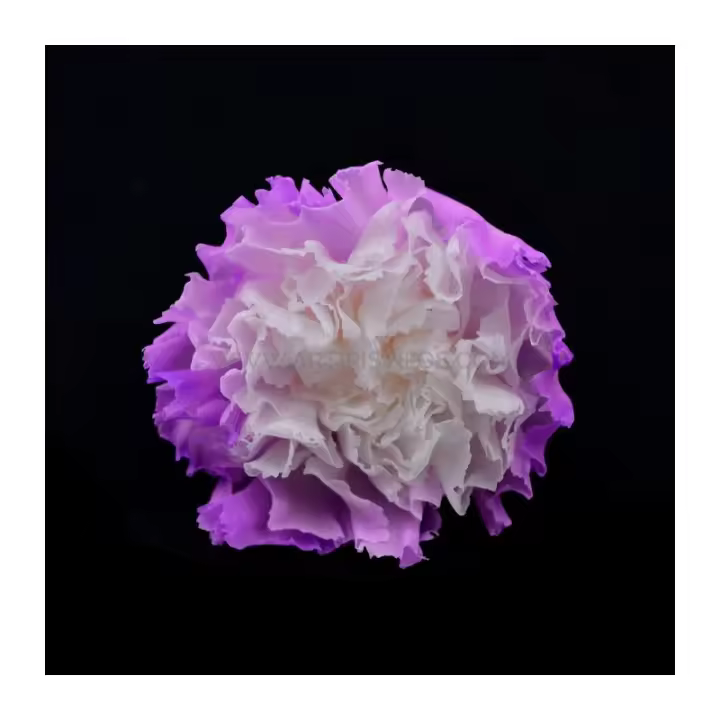Clavel Preservado Bermeja 5cm - Flores Estabilizadas para Tocados y Decoración - 1