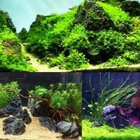Decoración Natural Para Acuario Piedra De Jardinería Para Tanque De Peces 100g 250g 500g Adorno Profesional Para Tanque De Peces - details 8
