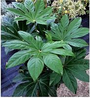 Planta natural Aralia. Fatsia Japoniz. Altura 40 - 50 cm. Segura Garden. Fácil cuidado y capacidad para purificar el aire. ¡Mejora la estética y la calidad del aire en tu hogar con una planta de Aralia! 🌿 - details 0
