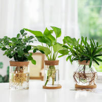 Bote De Vidrio Para Escritorio Ecológico Micro Paisaje Con Contenedor Hidroponía Y Acuario Para Plantas Verdes Y Peces Con Tapa De Madera Verde Diente De León - details 7
