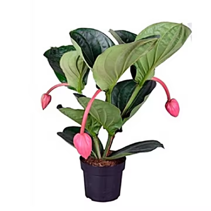 Planta natural Medinilla. 40 - 50 cm.  Segura Garden. Una medinilla en el hogar brinda belleza floral, mejora la calidad del aire y promueve una atmósfera tranquila, creando un ambiente acogedor y saludable. La planta a enviar puede tener o no flores - 1