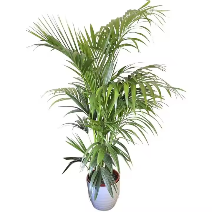 Planta de interior - Planta para la casa o la oficina - Palmera Kentia Howea forsteriana - Palma del paraíso - 1