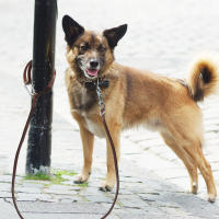 Correa De Cuero Para Perro Pitbull Duradera Con Hebilla De Escalada Adecuada Para Perros Medianos Y Grandes Para Actividades Al Aire Libre - details 2