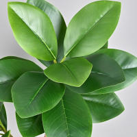 Falsa Hoja De Magnolia Y Ficus 105cm Para Decoración De Jardín Patio Interior Oficina Hoja De Figura Artificial De 41.3 Pulgadas - details 6