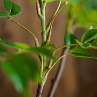 Arbusto Artificial De Ficus Grande 76-140cm Hojas De Palma Verdes Postizas Para Decoración De Jardín Y Hogar Material Plástico - details 10