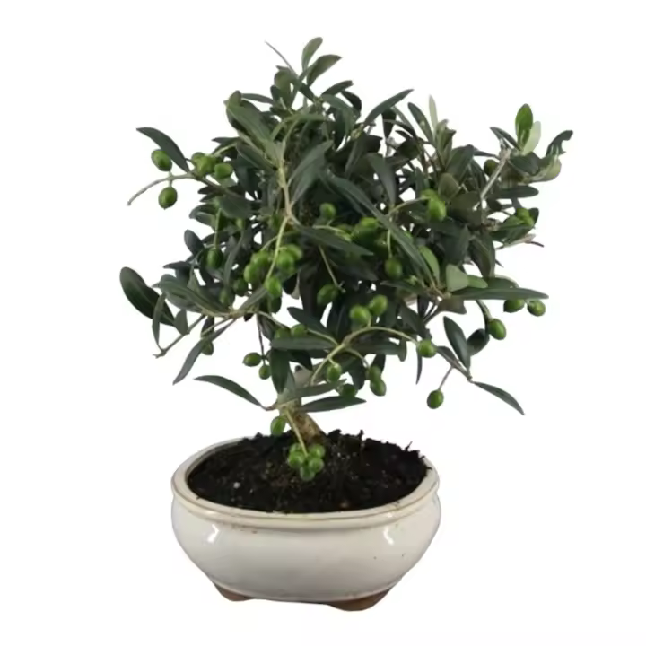 Planta Bonsai Olea Europaea. Olivo 9 Años. Segura Garden. El bonsai de olivo en casa brinda belleza, conexión con la naturaleza y simboliza paz. Además, requiere cuidados mínimos y aporta un toque mediterráneo único. - 1