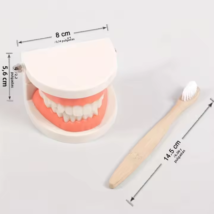 Modelo Dental Estándar De Plástico Para Estudio Y Enseñanza 1 Pieza Mostrador De Dientes Para Estudiantes De Odontología Y Dentistas - 1