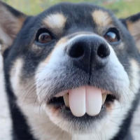 Dientes Falsos Para Perro Divertidos Disfraz De Dentadura Dental Para Decoración De Mascotas Halloween Cosplay Humanos Y Vampiros Juguetes De Interacción - details 30