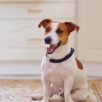 Dientes Falsos Para Perro Divertidos Disfraz De Dentadura Dental Para Decoración De Mascotas Halloween Cosplay Humanos Y Vampiros Juguetes De Interacción - details 23