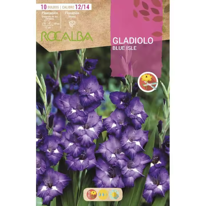 Rocalba Bulbo Gladiolo Blue Isle 10 Unidades (12/14) - 1